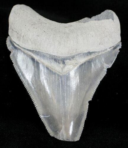 Serrated Bone Valley Megalodon Tooth #21575
